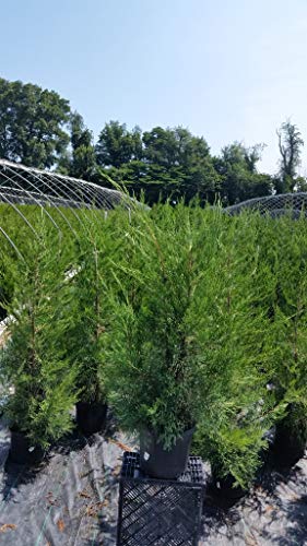Columnar Hetzi Juniper in the nursery