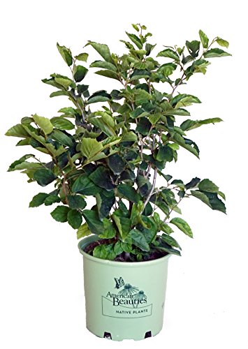 Common Witchhazel - American Beauties Native Plants® in branded pot