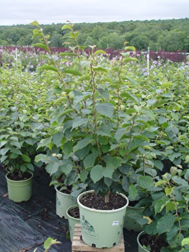 Common witchhazel shrub in nursery container, green foliage