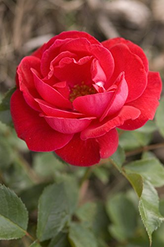 Como Park Rose flower focus