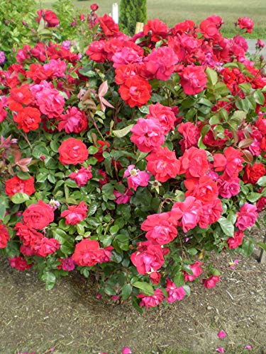 Como Park Rose full of blooms
