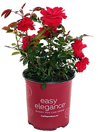 Como Park Rose in branded pot