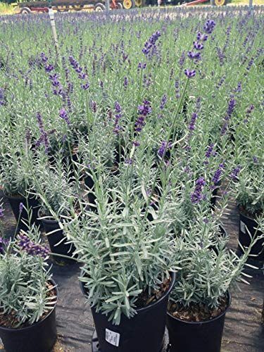 Compact Hidcote lavender with dense, narrow leaves in container