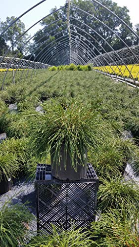 Compact Whipcord Western Arborvitae in nursery container with dense green shoots