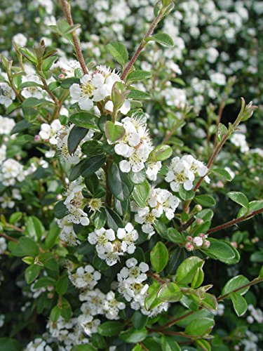 Coral Beauty Cotoneaster showing dense spreading habit