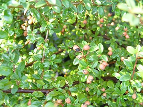 Coral Beauty Cotoneaster showing dense spreading habit