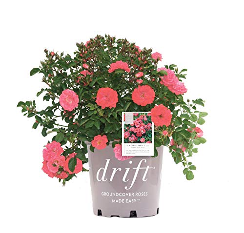 Coral Drift® Rose in branded pot