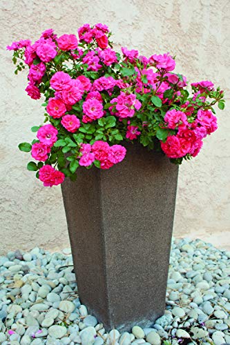 Coral Drift® Rose in planter