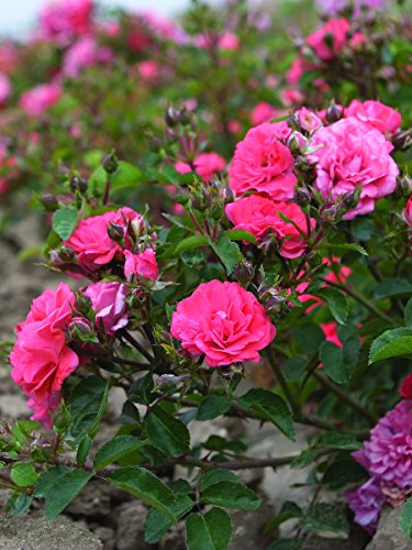 Coral Drift® Rose plant in a nursery pot showing vibrant coral-orange blooms against green foliage