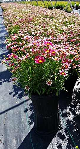 Coreopsis Lil Bang™ Starstruck