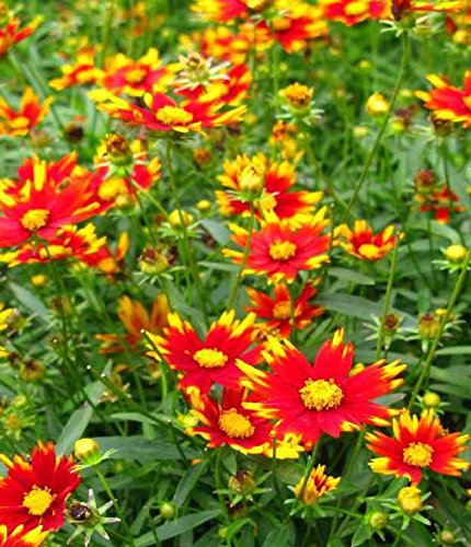 Coreopsis Lil Bang™ Sun Splash
