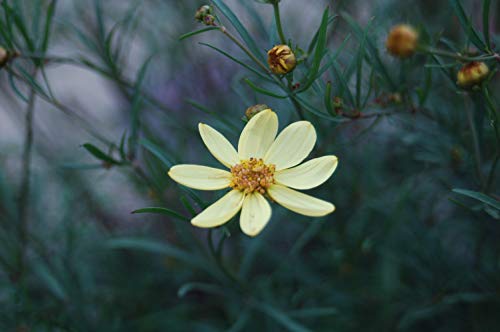 Coreopsis verticillata Moonbeam