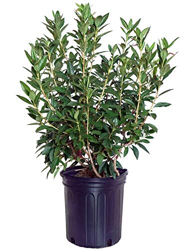 Cornell Pink Azalea in a pot, with green and pink leaves and leafless stems indicative of its early bloom stage.