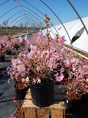 Cornell Pink Azalea plant displaying delicate pink blossoms