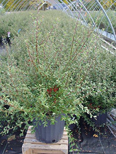 Cotoneaster Coral Beauty branch with leaves and berries