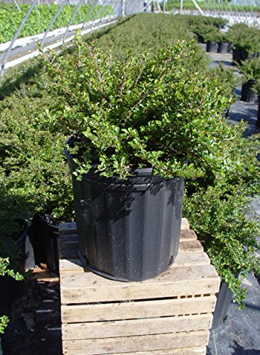 Cotoneaster adpressus Little Gem