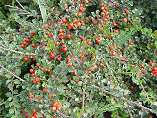 Cotoneaster apiculatus