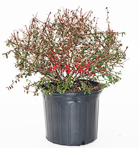 Cotoneaster dammeri Coral Beauty shrub in 3‑gallon pot