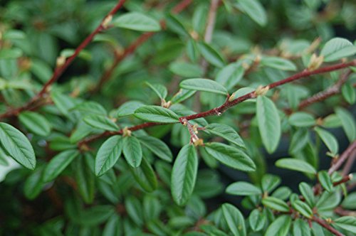 Cotoneaster sal. Repandens