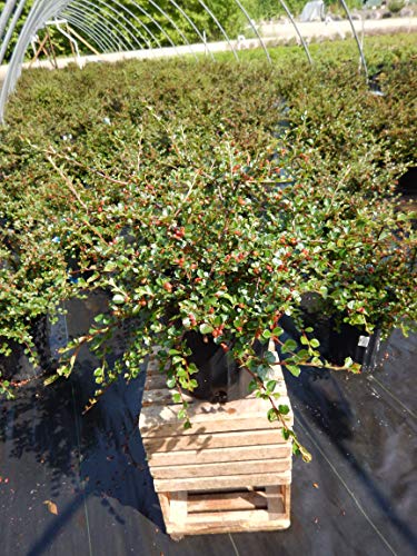 Cranberry Cotoneaster in nursery