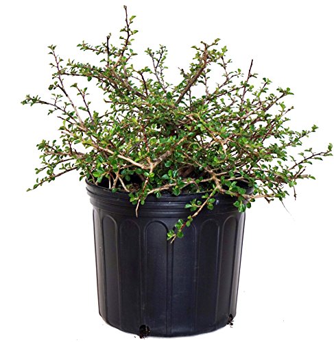 Cranberry Cotoneaster in pot