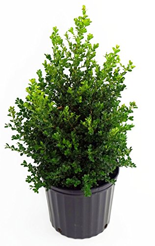 Cranberry Creek Boxwood evergreen shrub in container, front view