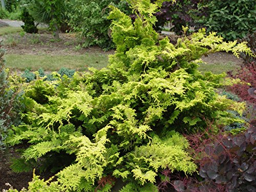 Cripps Golden Hinoki Cypress groundcover