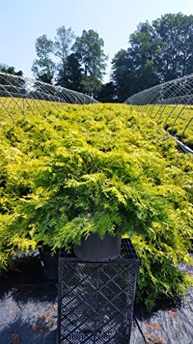 Cripps Golden Hinoki Cypress in the nursery
