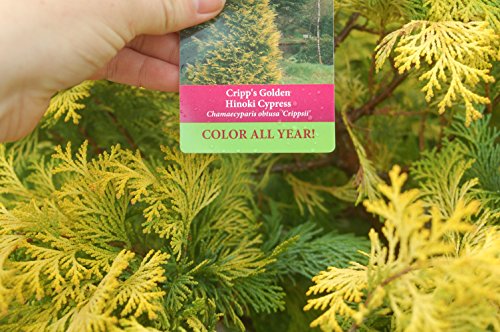 Cripps Golden Hinoki Cypress wth plant tag
