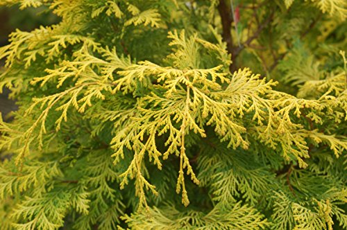 Cripps Golden Hinoki Cypress yellow and green foliage