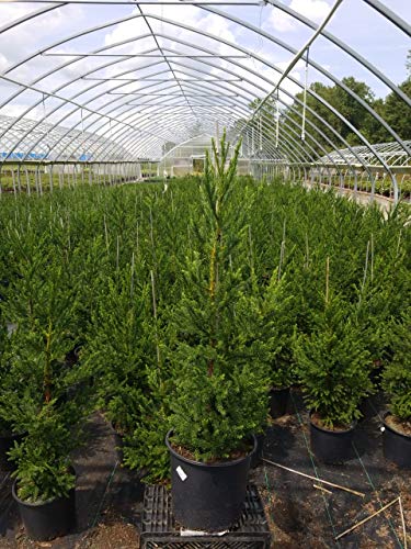 Cryptomeria japonica Black Dragon