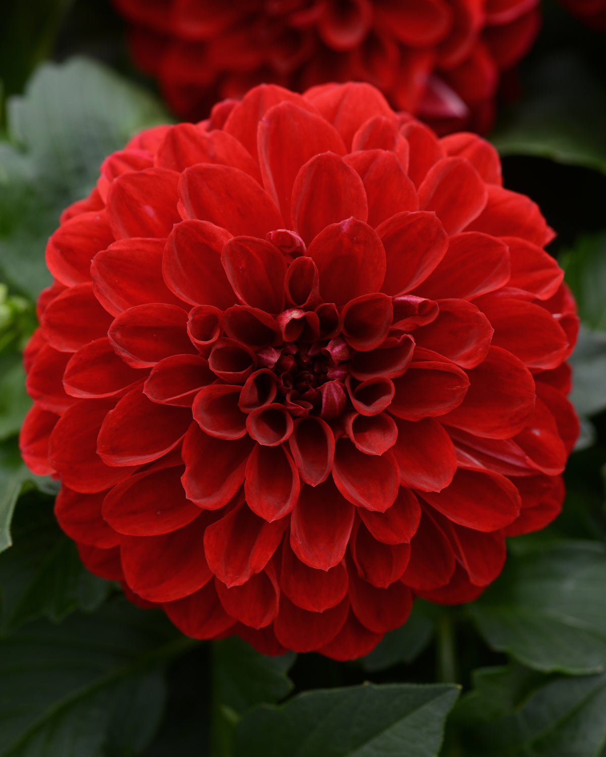 Dalaya® Fireball Dahlia