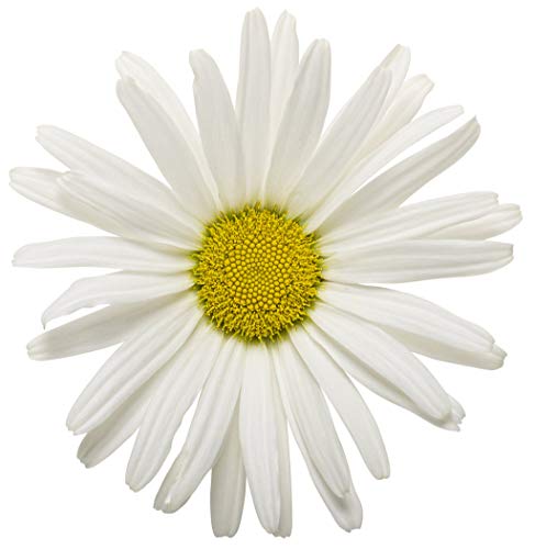 Daisy May™ Shasta Daisy flower focus