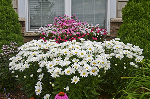 Daisy May™ Shasta Daisy in white blooms