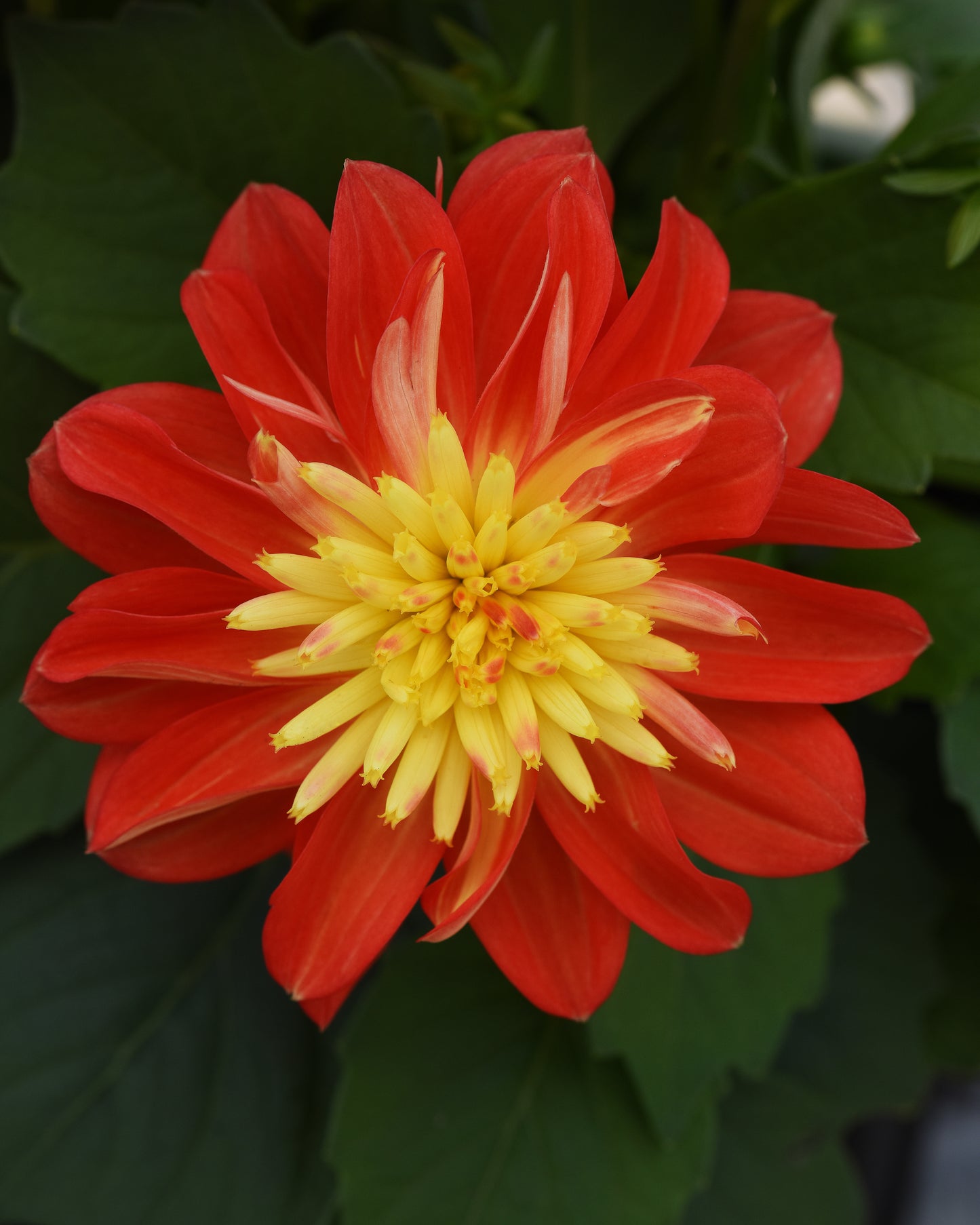 Dalaya® Fireball Dahlia bicolor blooms
