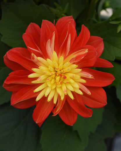 Dalaya® Fireball Dahlia bicolor blooms