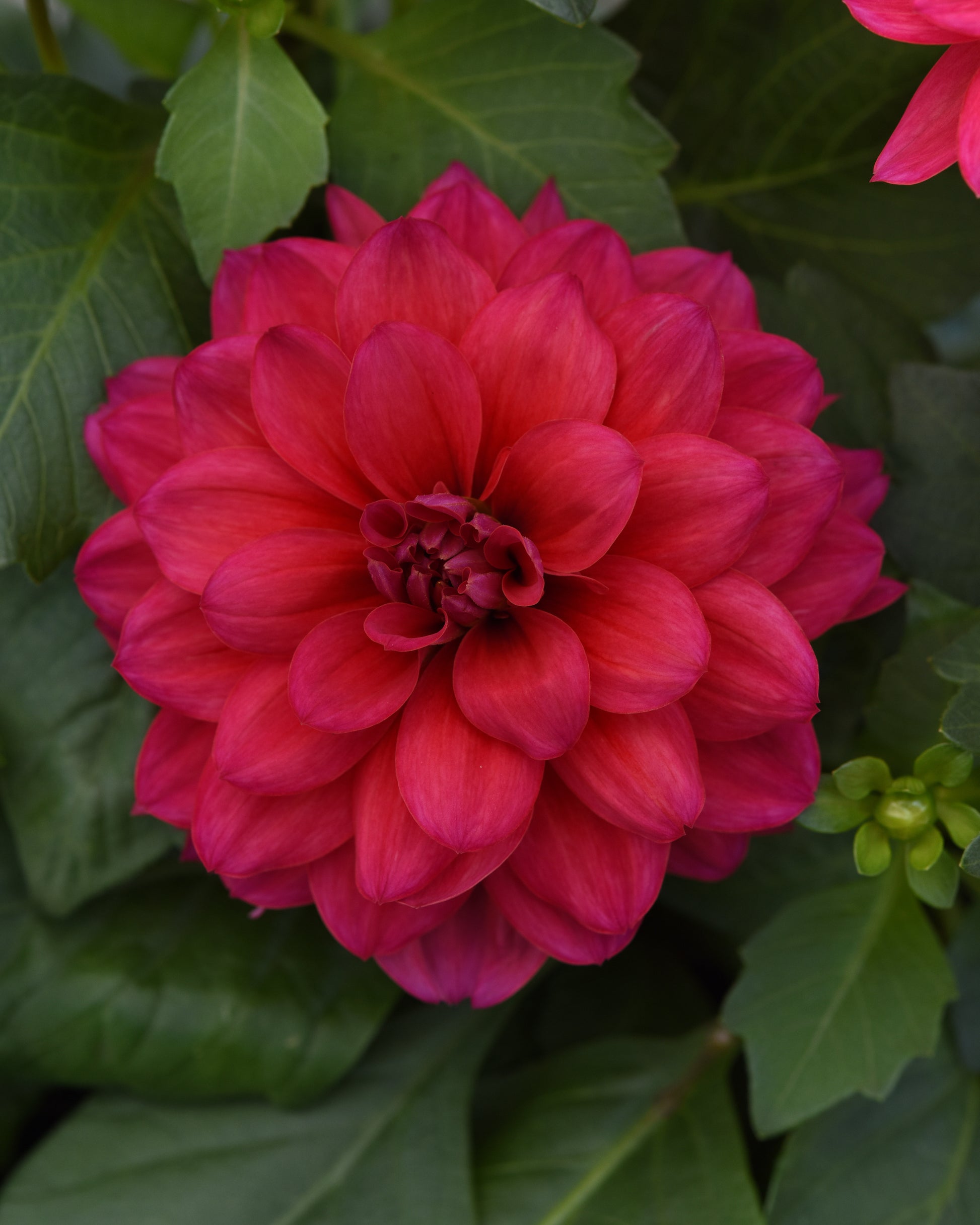 Dalaya® Fireball Dahlia red flower