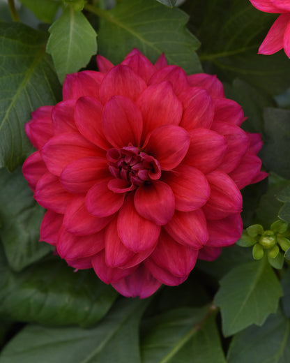 Dalaya® Fireball Dahlia red flower
