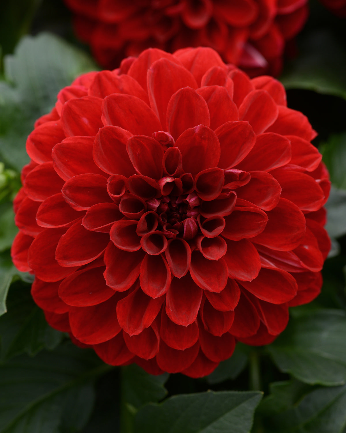 Dalaya® Fireball Dahlia red flower close up