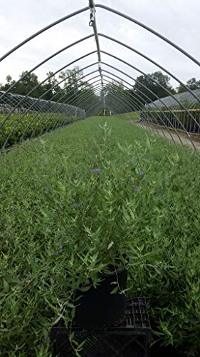 Dark Knight Blue Mist Shrub in black nursery pot