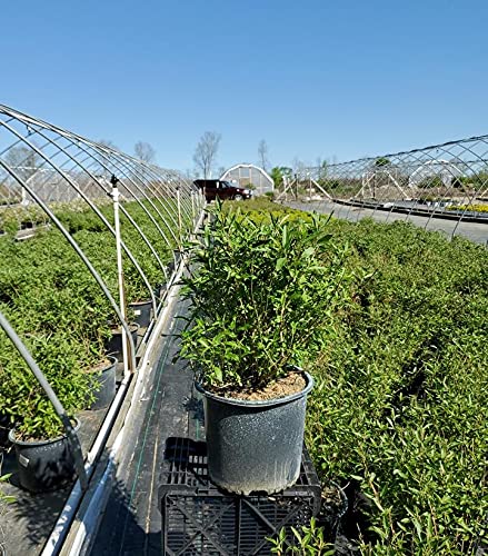 Dark Knight Blue Mist Shrub in the nursery