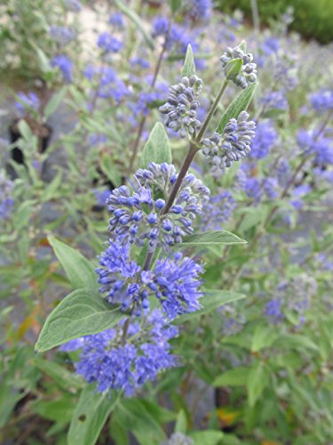 Dark Knight Blue Mist Shrub with purple‑blue flowers in pot