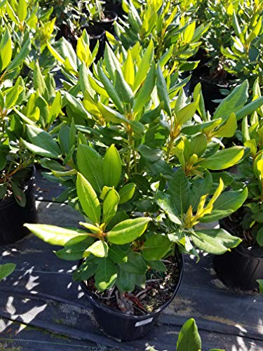 Dark Lord Rhododendron showing glossy evergreen foliage
