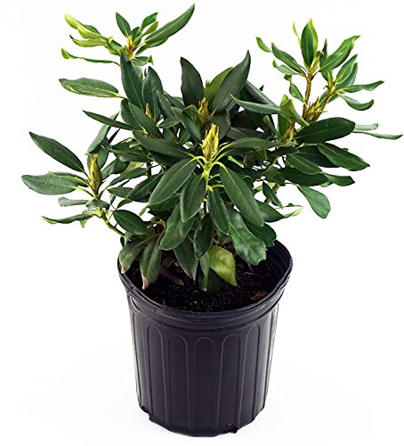 Dark Lord Rhododendron shrub in pot