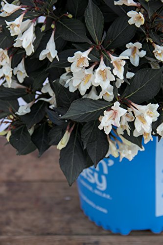 Dark foliage and white blooms detail
