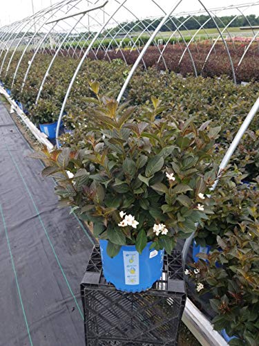 Date Night Tuxedo Weigela shrub in container