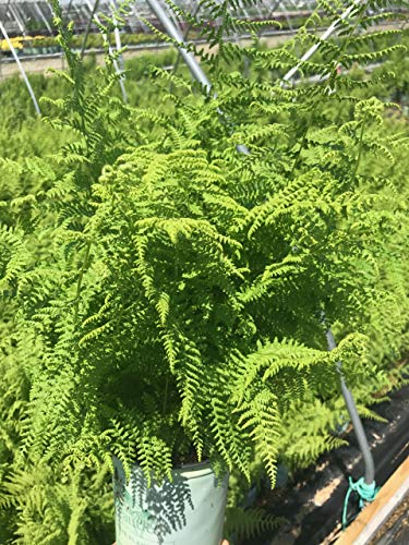 Dennstaedtia punctilobula