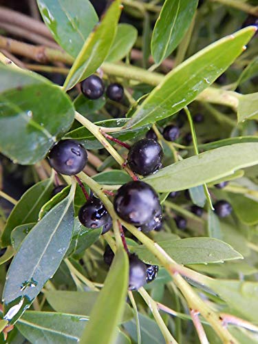 Densa Inkberry holly evergreen shrub in with fruits