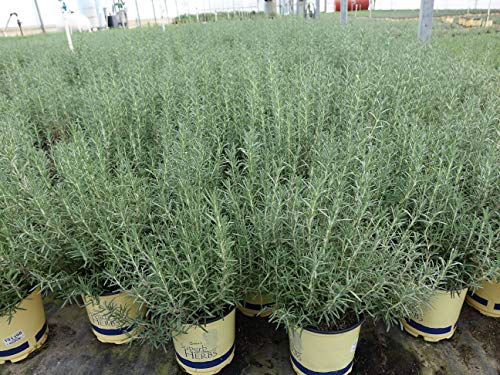 Detail of Arp Rosemary foliage texture and structure