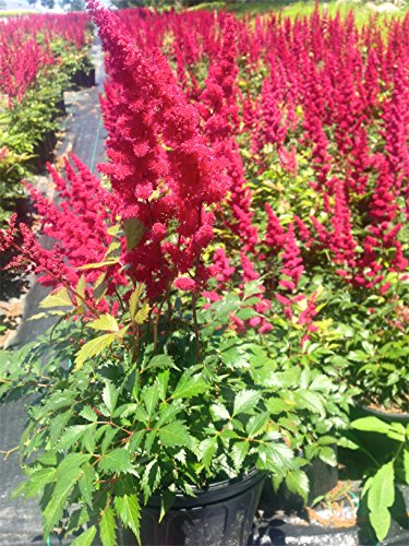 Detail of Astilbe ‘Fanal’ cluster showing slender deep crimson flower plumes